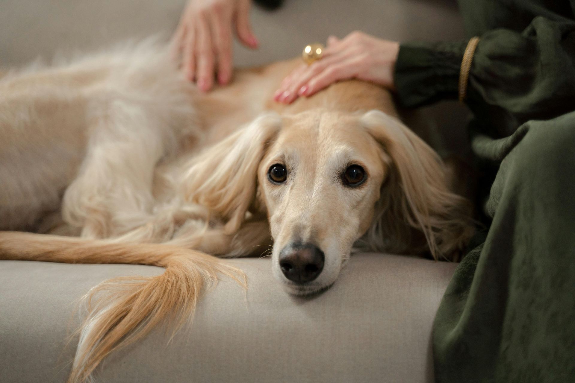 Afghan Hound Puppy for sale in Tapi