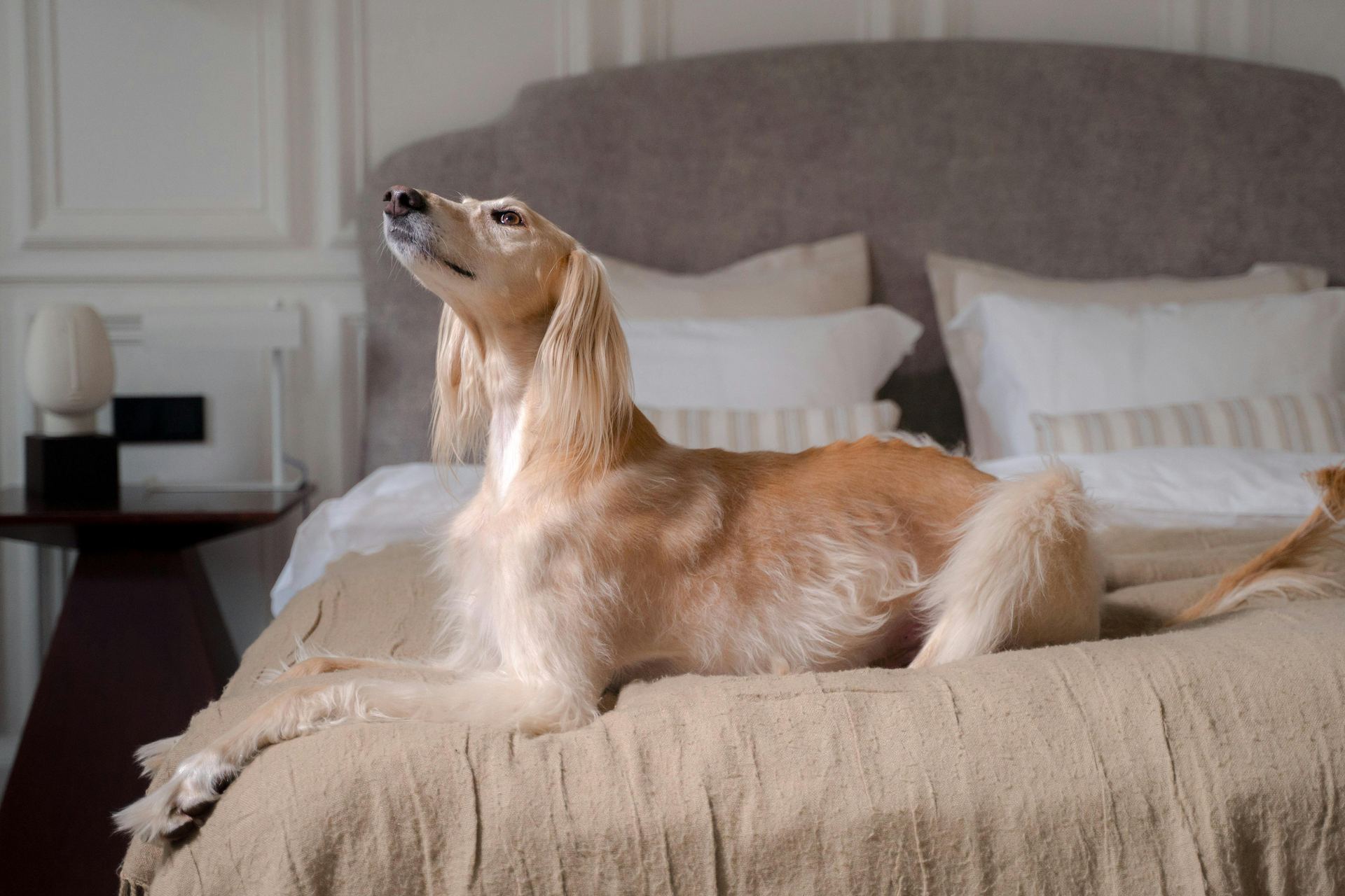 Afghan Hound Puppy available in Tapi