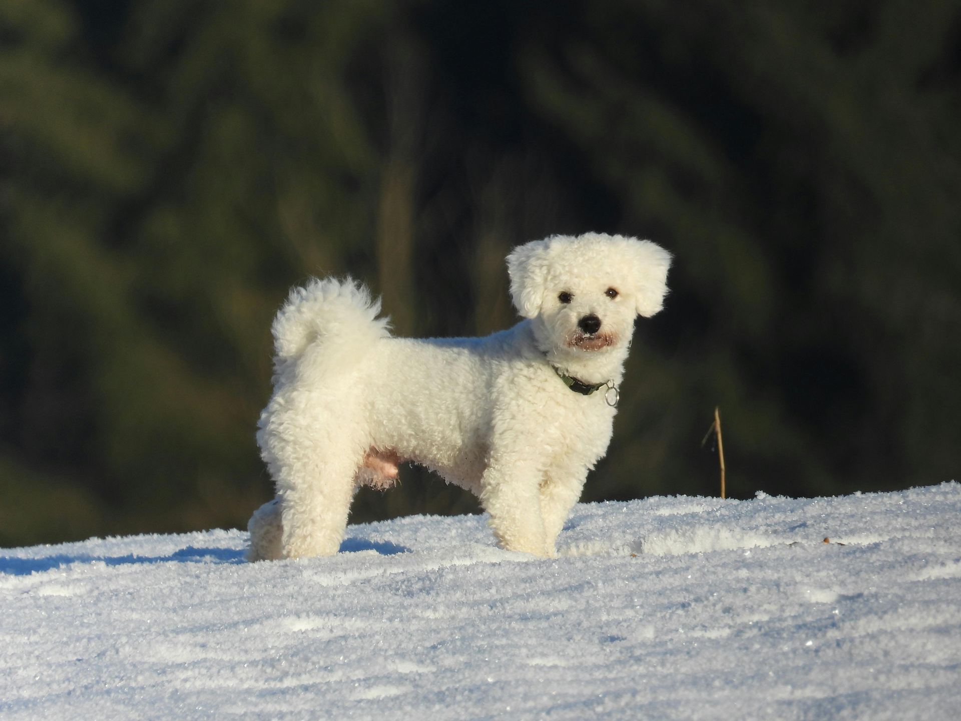 Bichon Frise Puppy dog in Junagadh