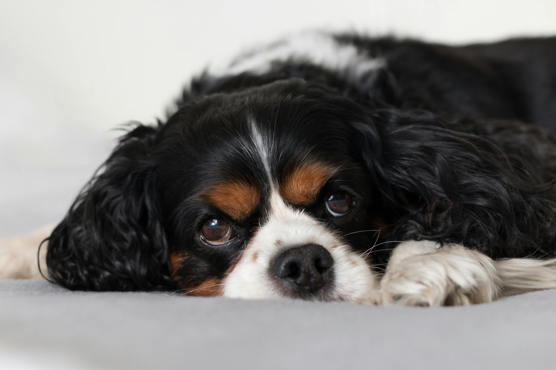 Cavalier King Charles Spaniel Puppy available in Tapi