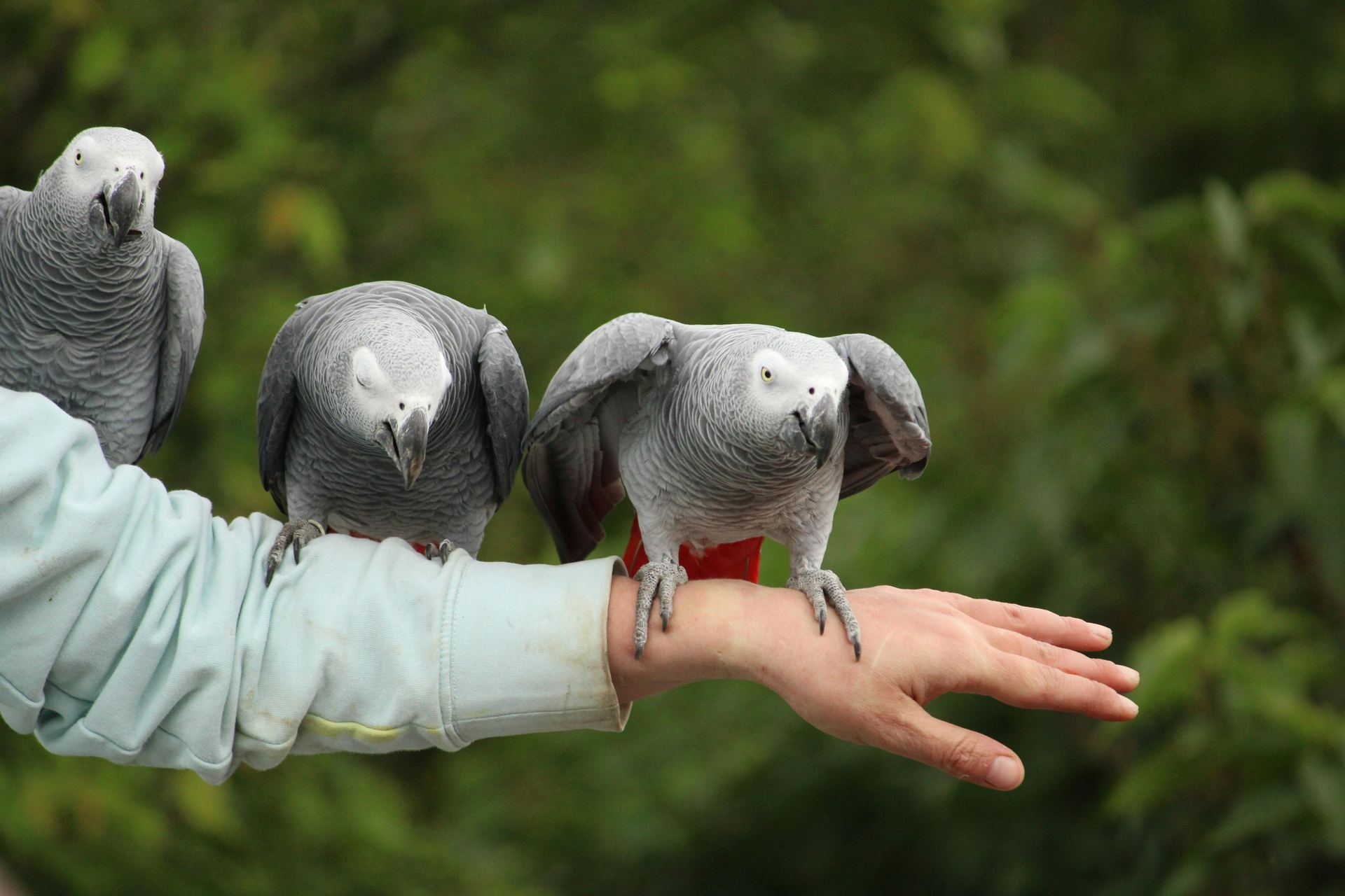 African Grey Parrot bird in Tapi