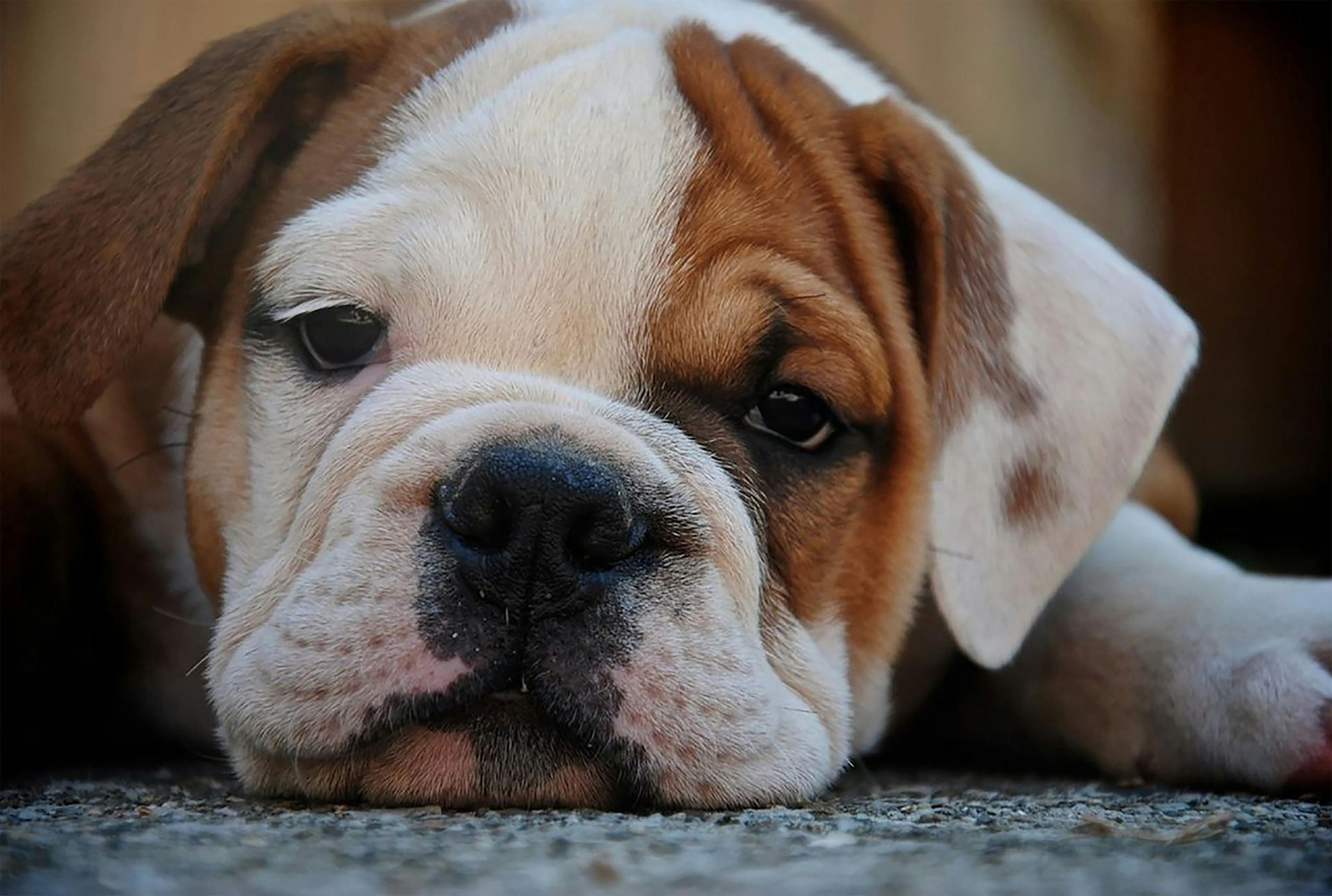 English Bull Dog Puppy for sale in Tapi