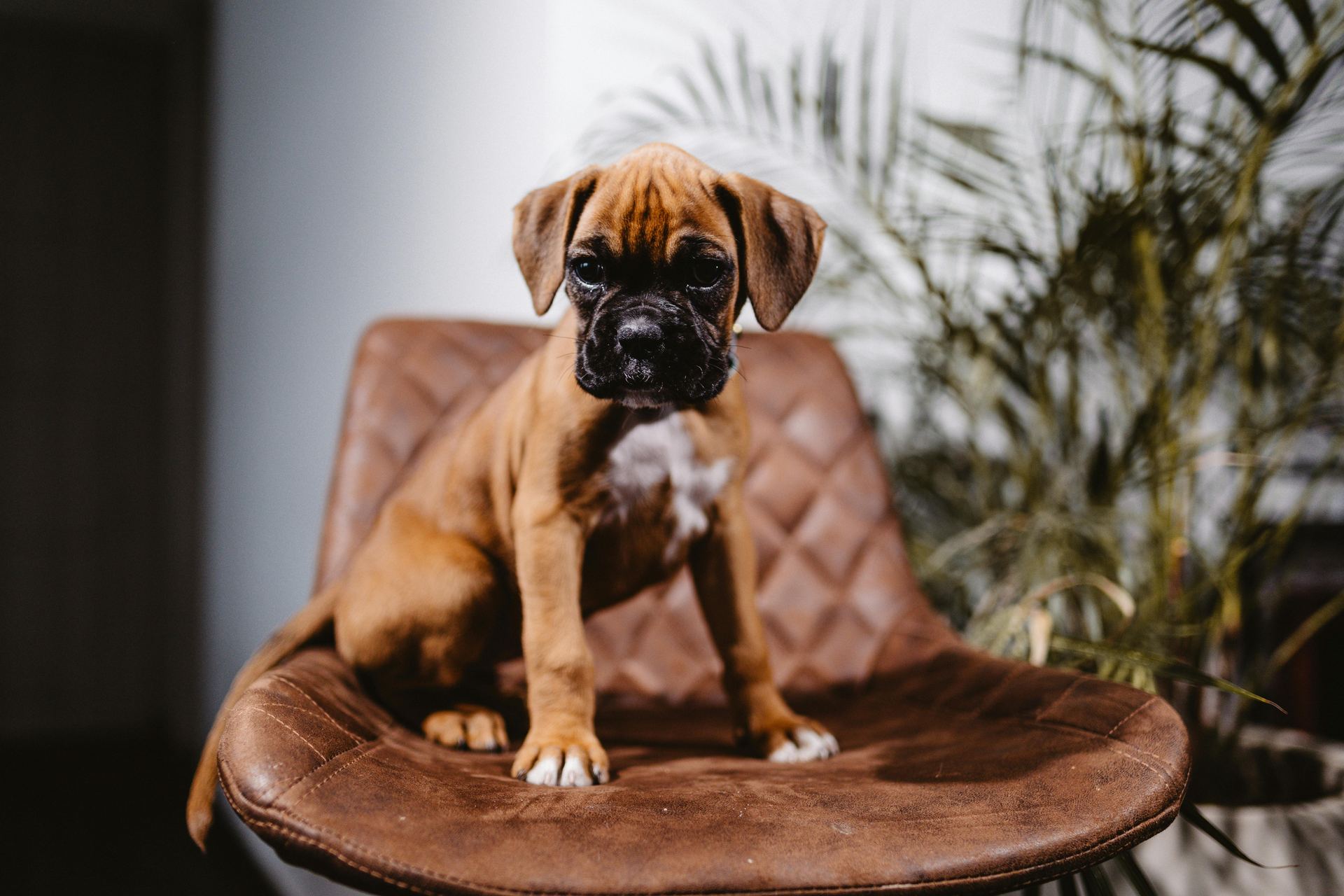 Boxer Puppy for sale in Tapi