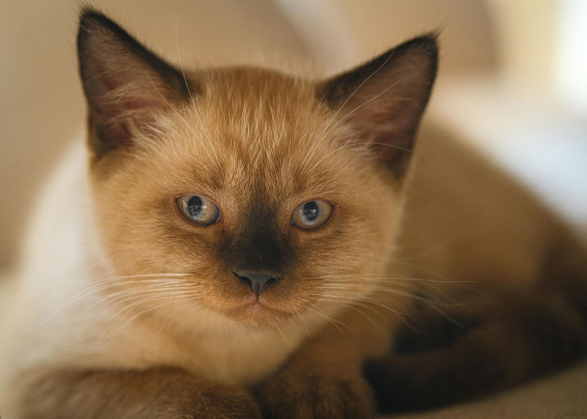 Siamese Kitten kitten available in Tapi