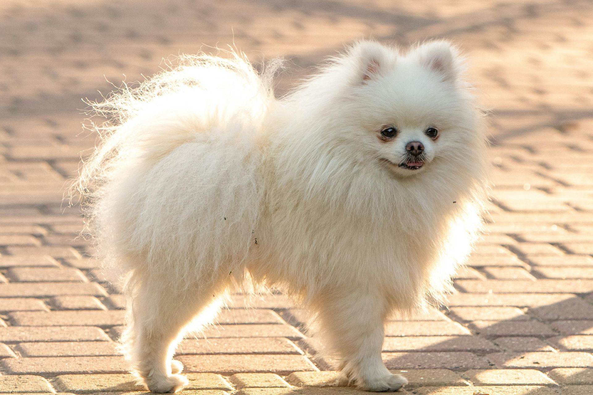 Pomeranian Puppy for sale in Tapi
