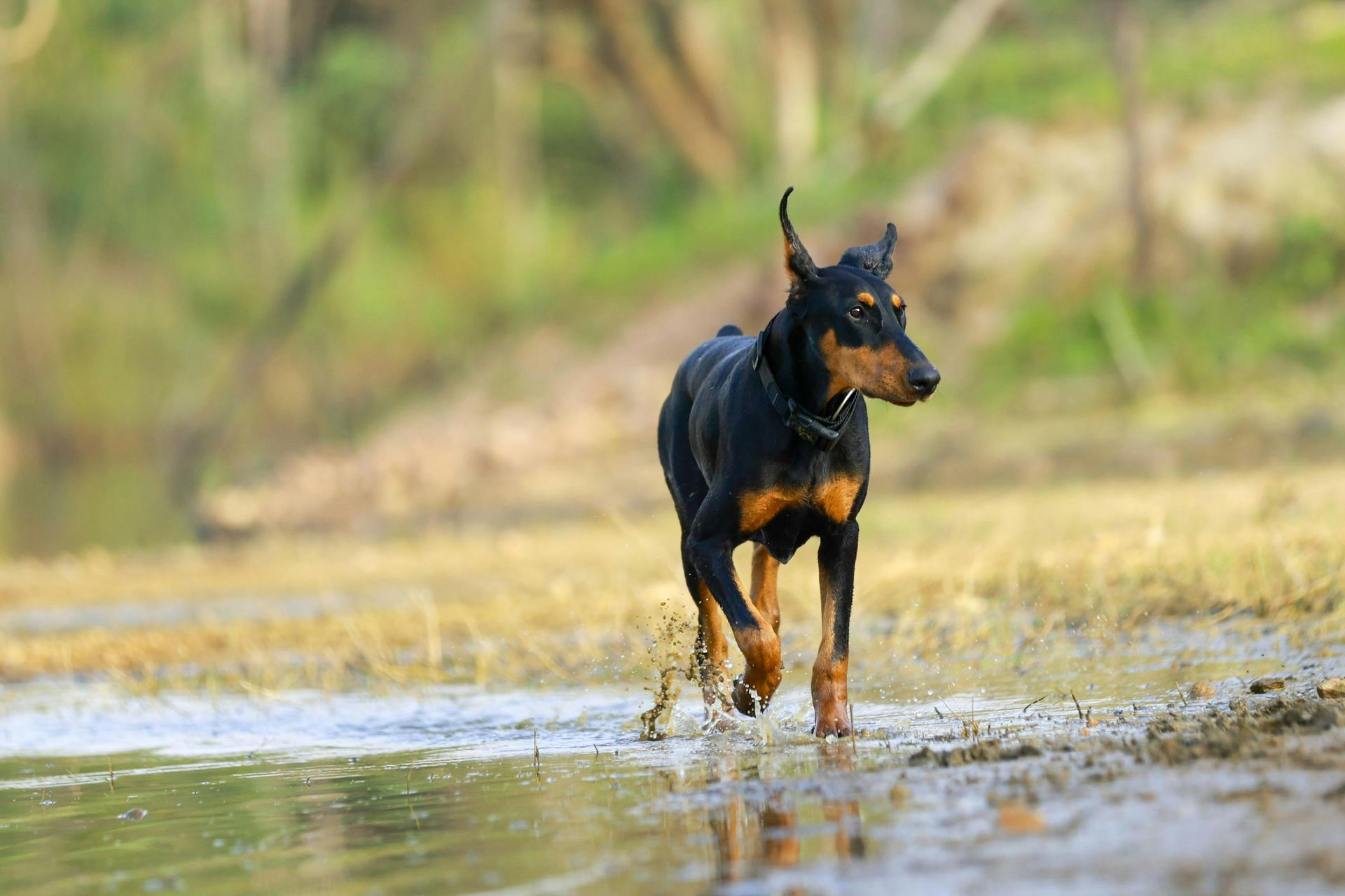 Doberman Pinscher Puppy available in Dangs