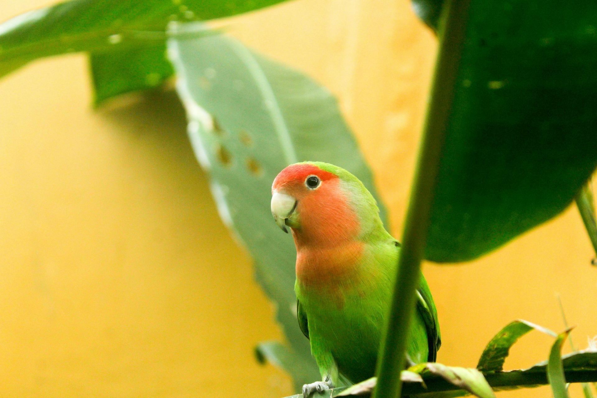 African Love Birds | Peach Face for sale in Tapi