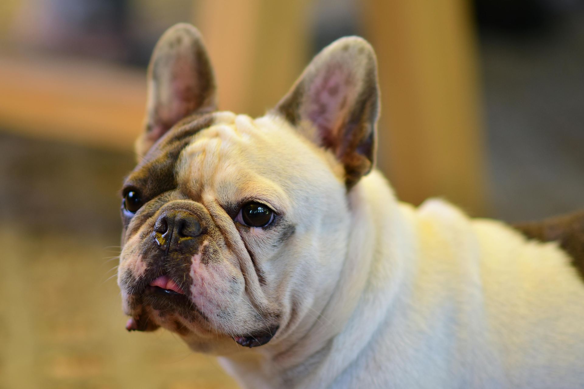 English Bull Dog Puppy puppy in Tapi
