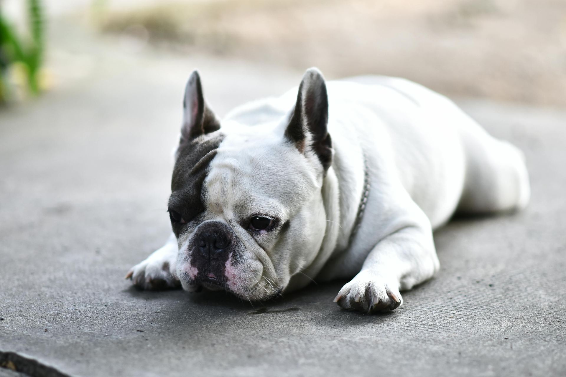 English Bull Dog Puppy available in Tapi