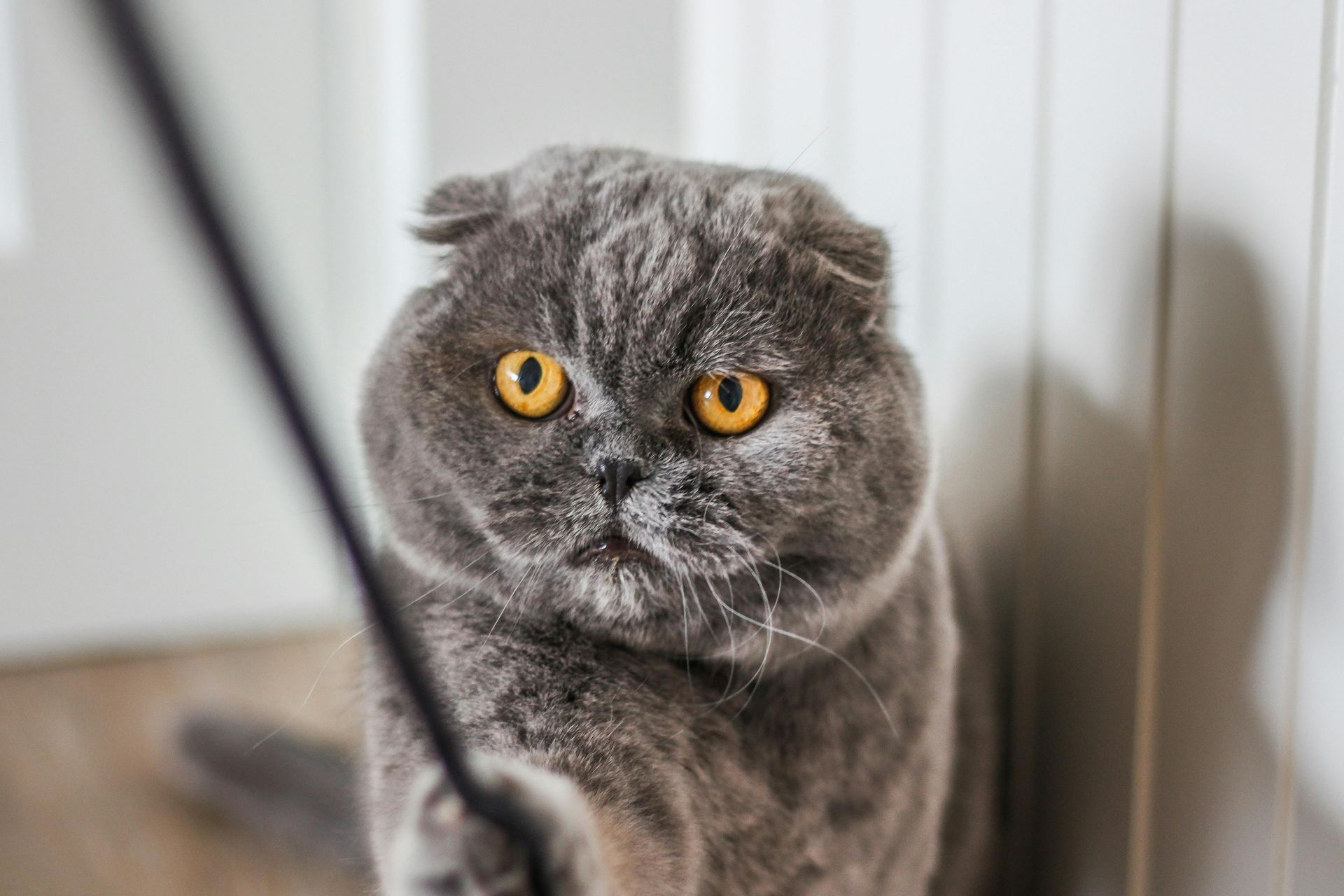 Scottish Fold Kitten | Standard Grey for sale in Nanded