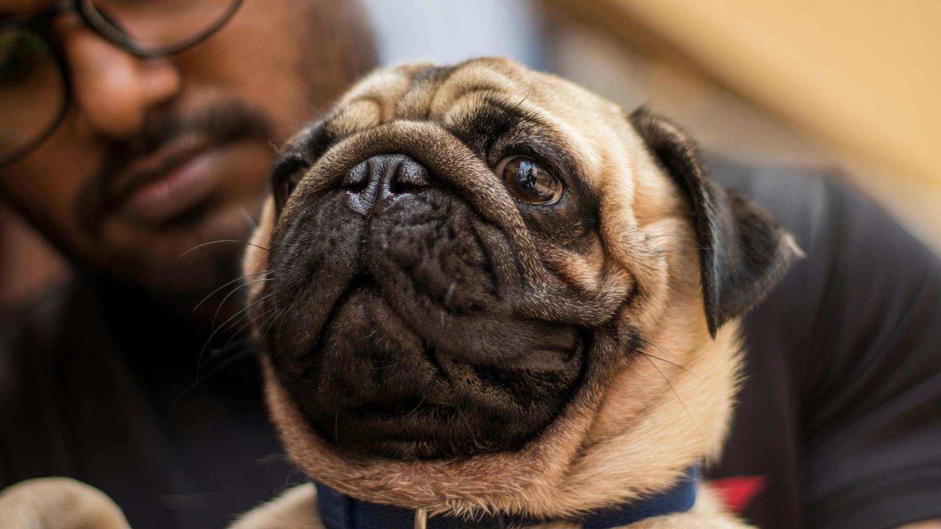 Pug Puppy | Apricot Color available in Dangs