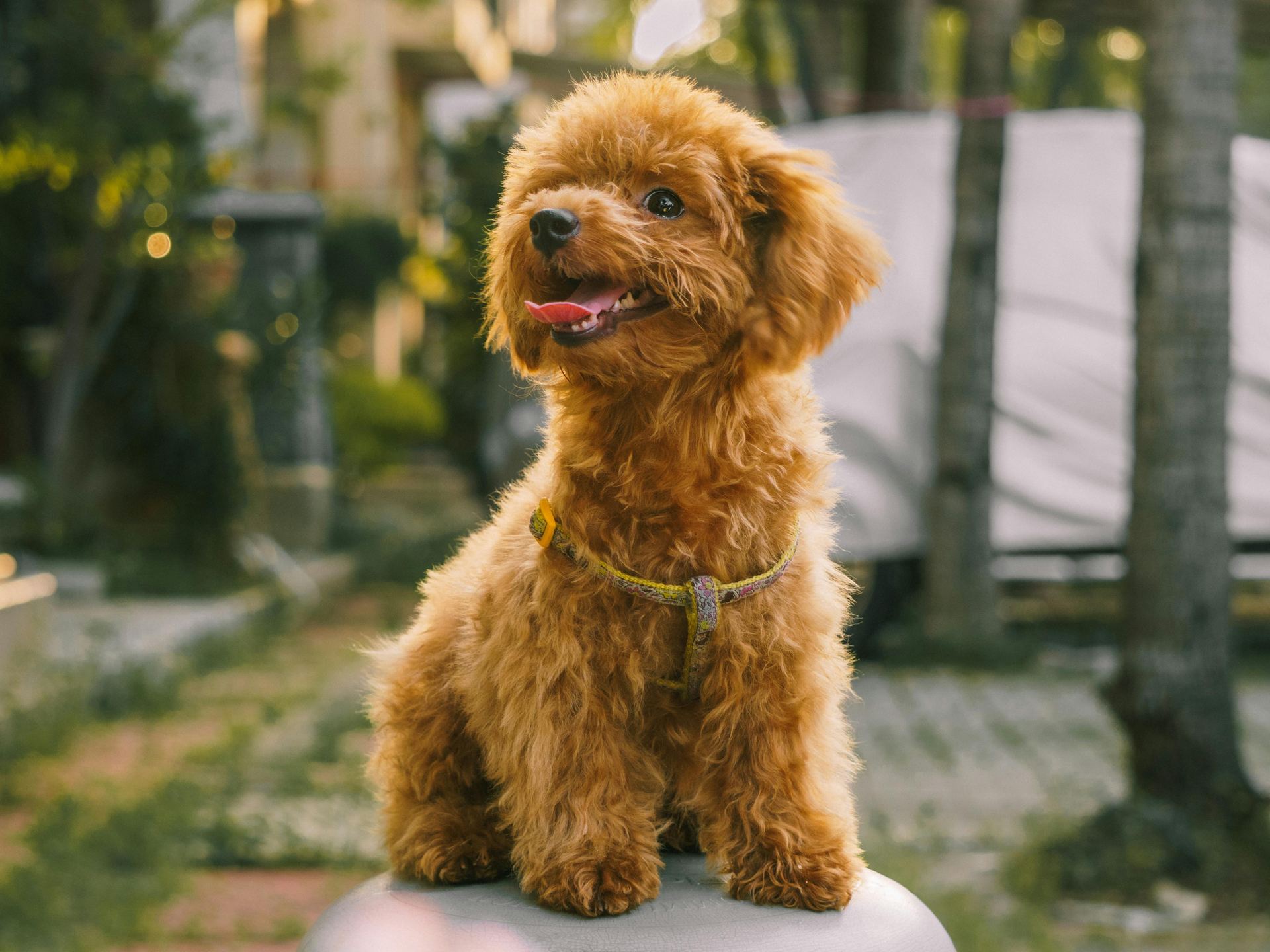 Standard Poodle Puppy puppy in Botad