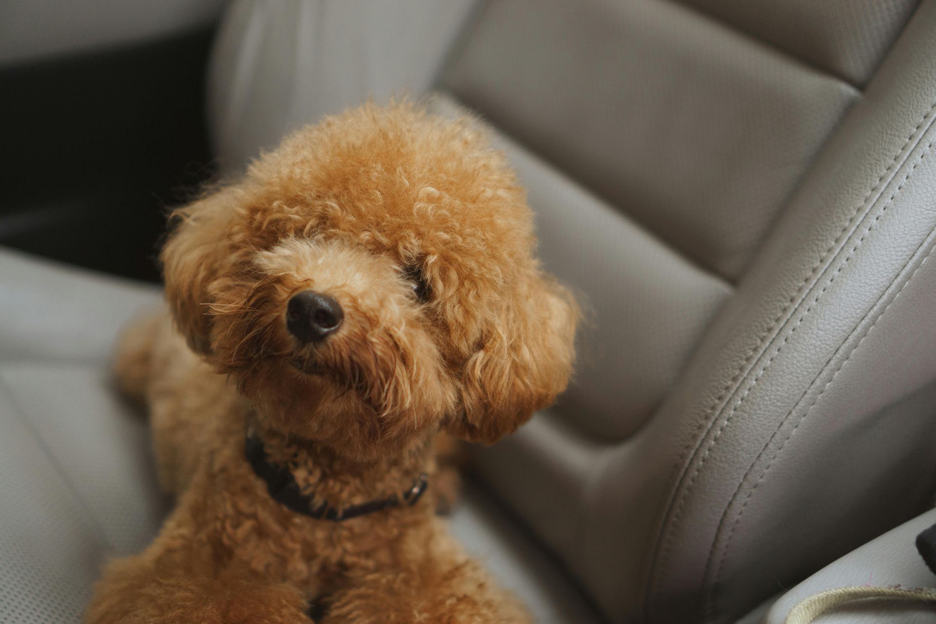 Toy Poodle Puppy puppy in Tapi