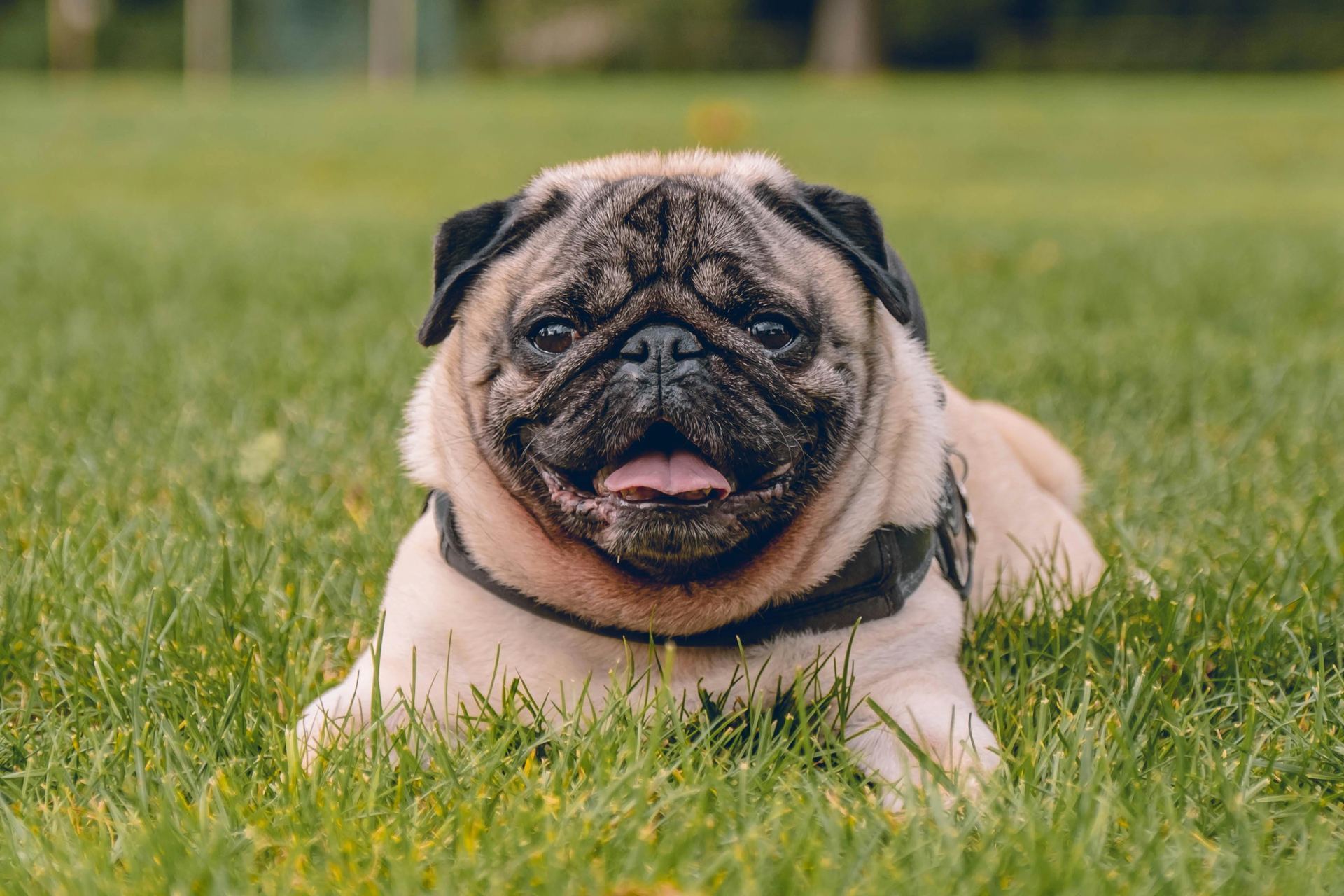 Pug Puppy | Apricot Color puppy in Dangs