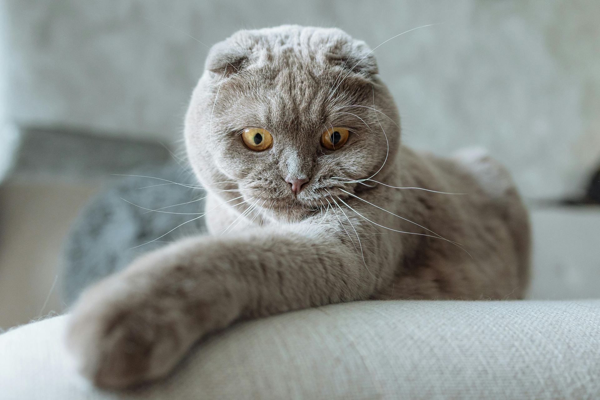 Scottish Fold Kitten | Standard Grey cat in Nanded