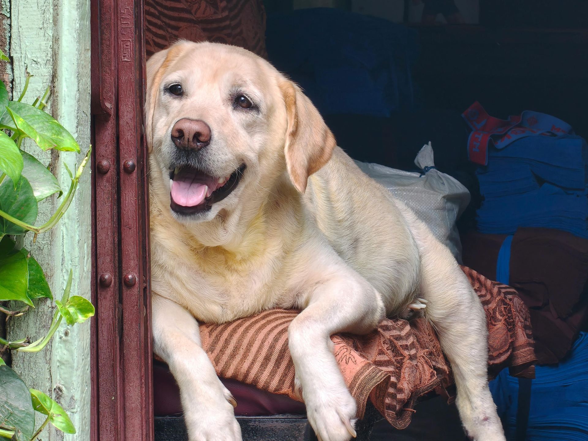 Labrador Retriever Puppy | Fawn Color available in Devbhumi Dwarka
