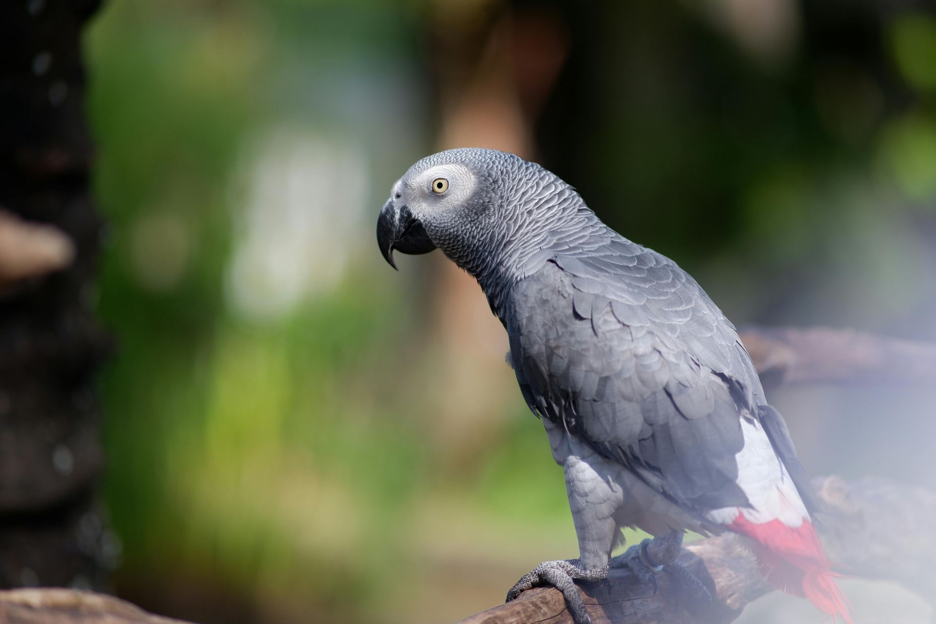 African Grey Parrot available in Tapi