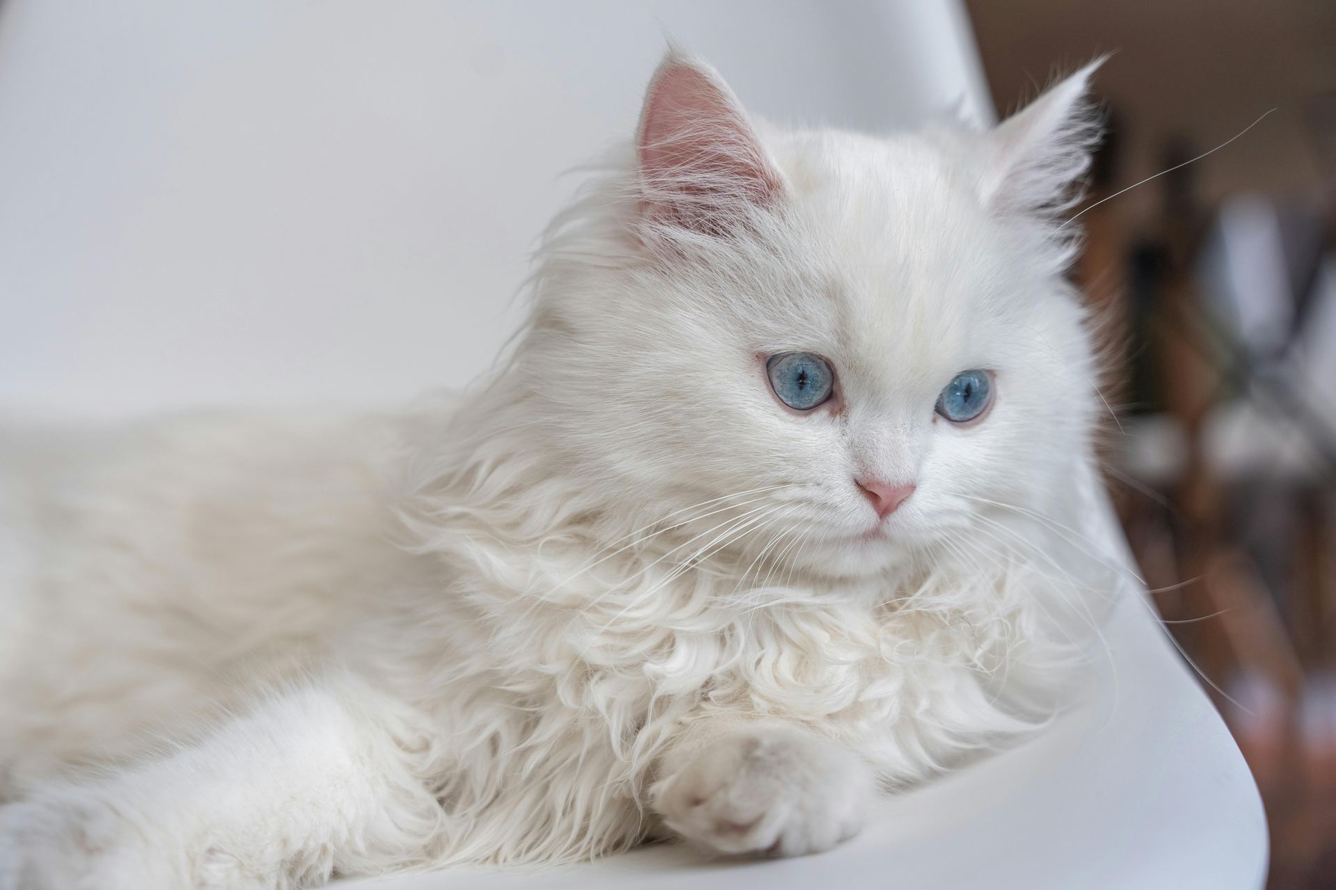 Doll Face Persian Kitten for sale in Tapi