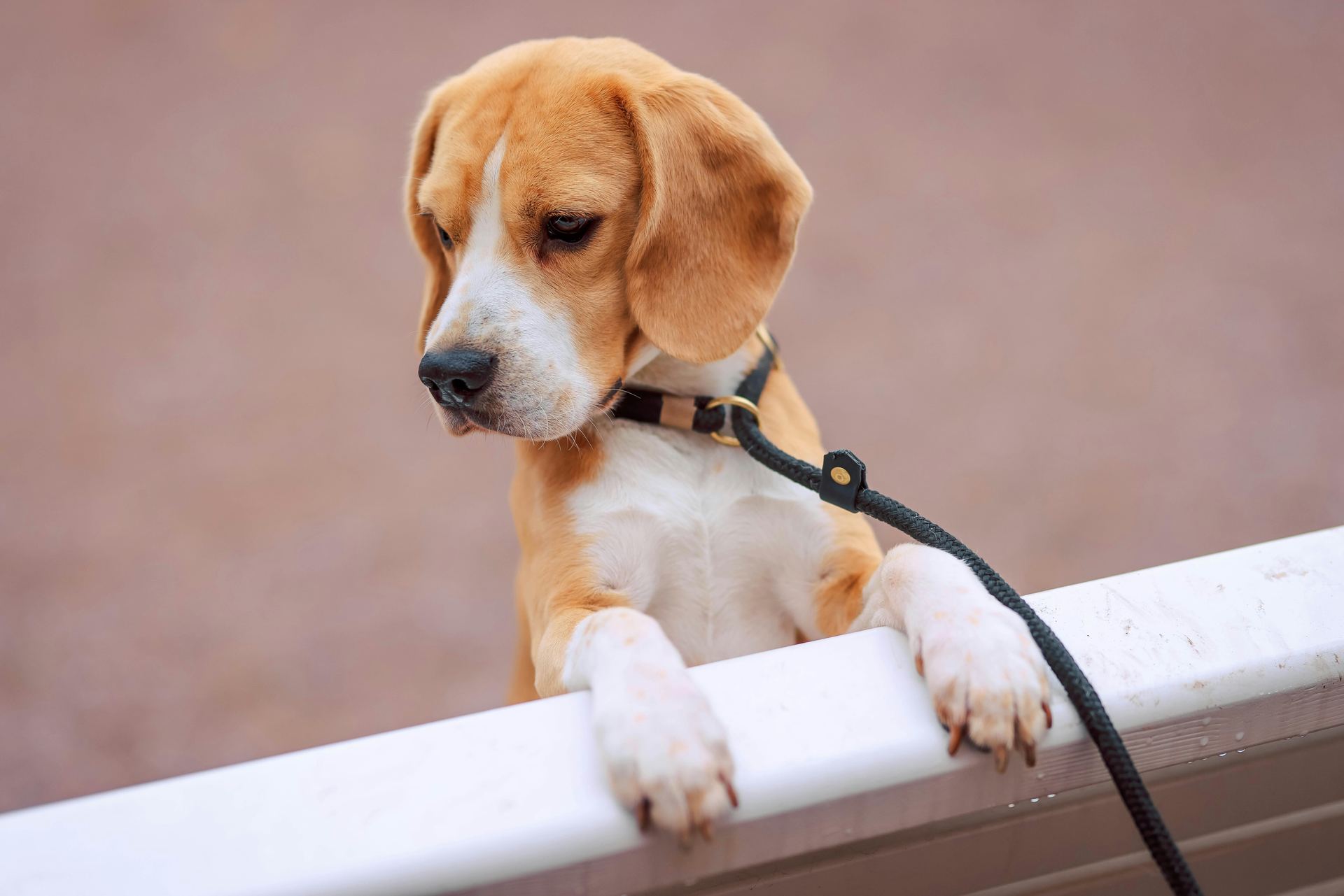 Beagle Black & Tan Puppy available in Botad