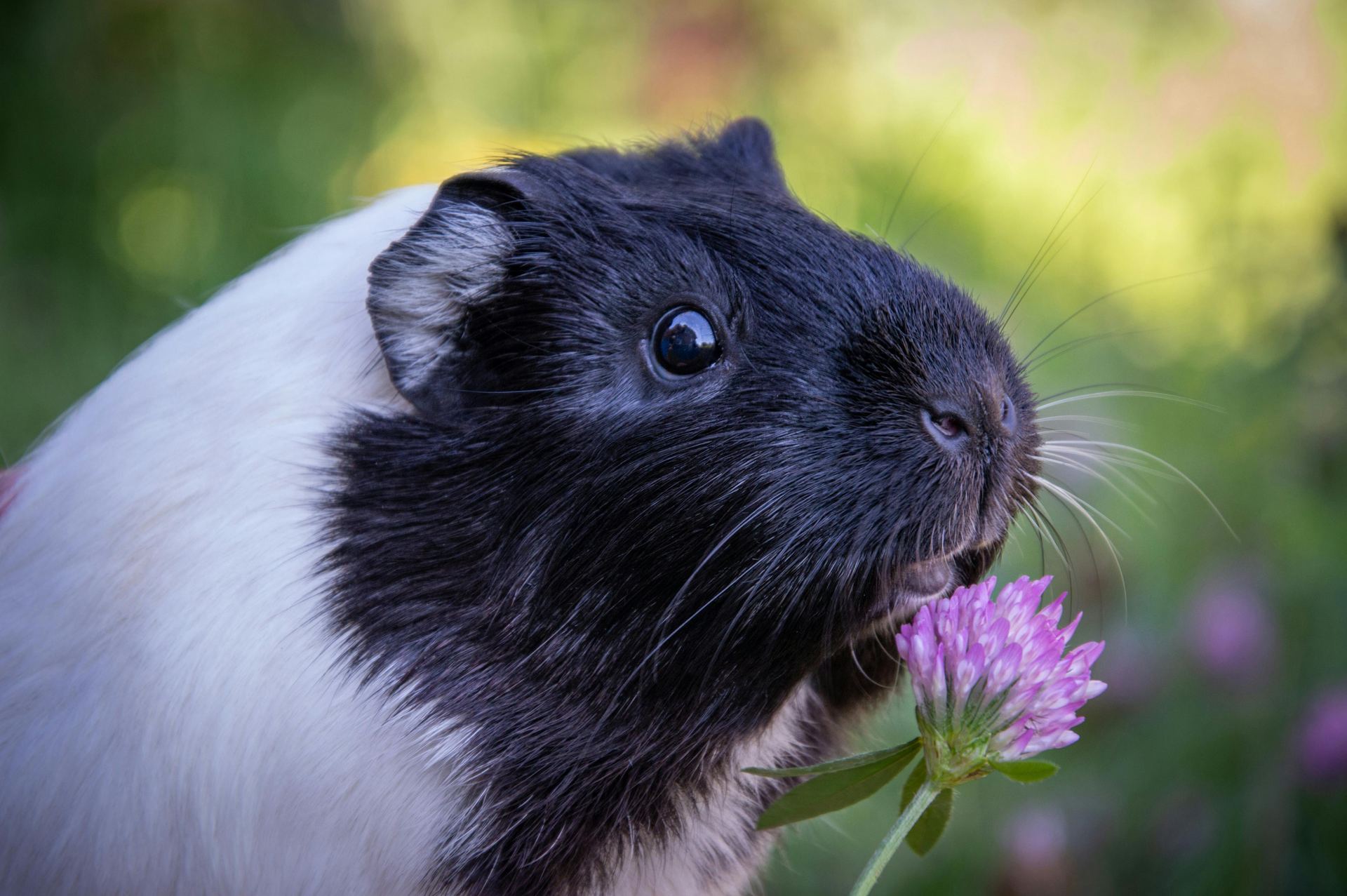 Guinea Pig Babies available in Balod