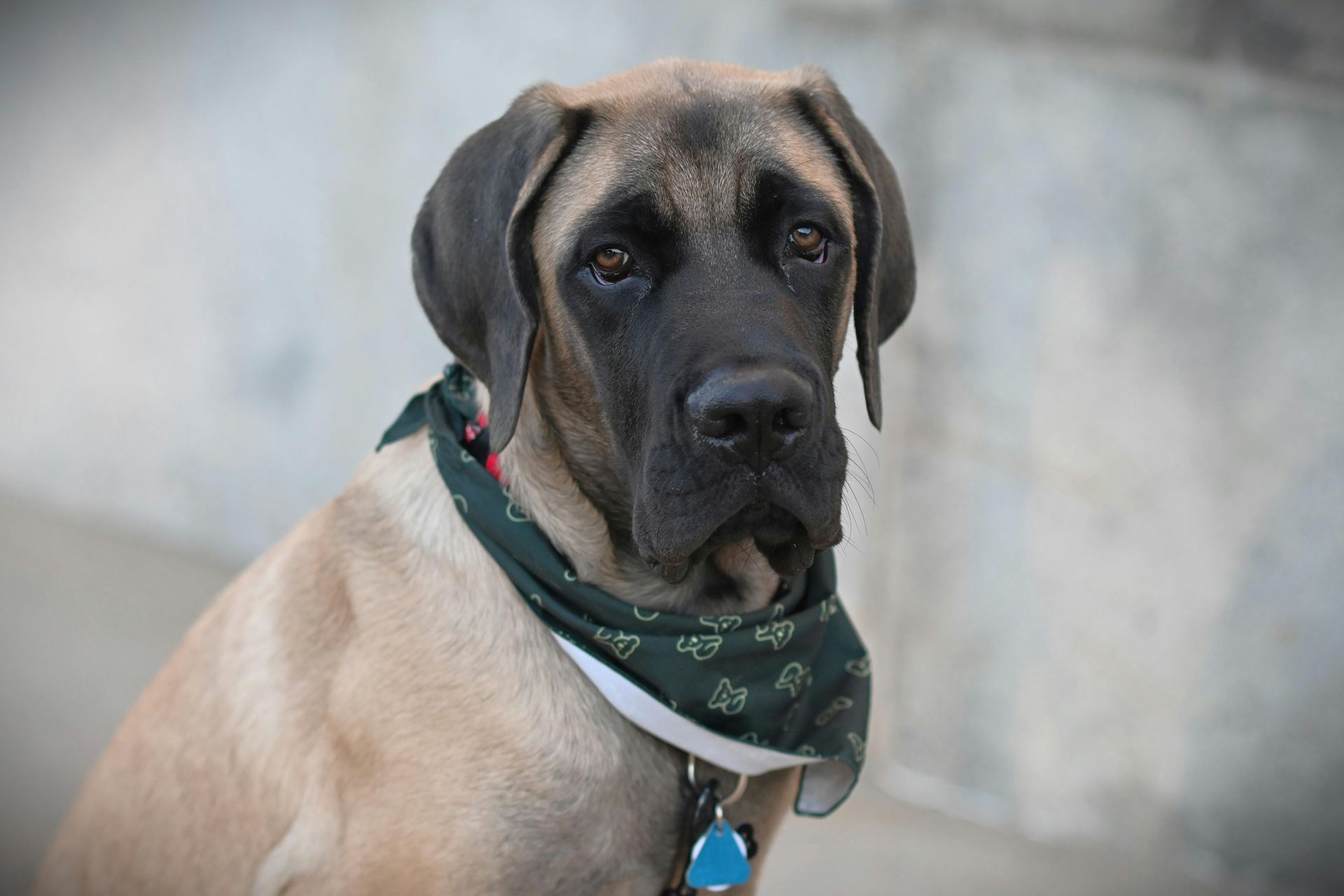 Great Dane Puppy for sale in Tapi