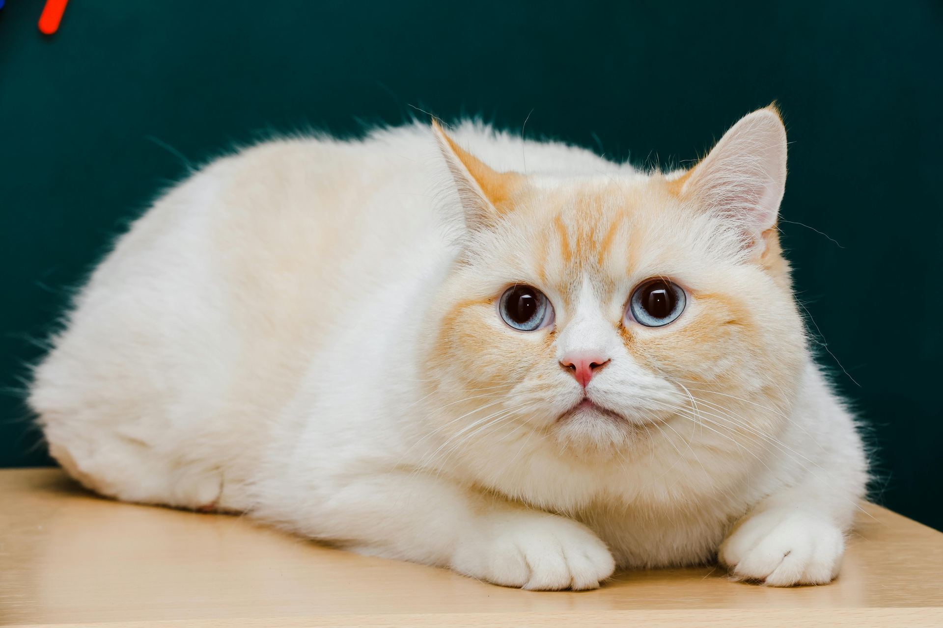 Exotic Short Hair Kittens kitten available in Dhar