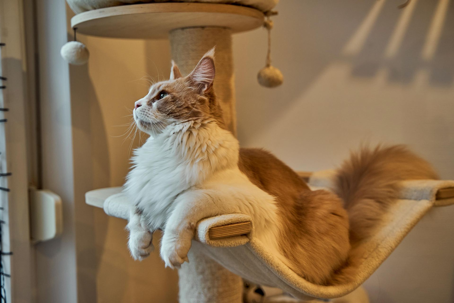 Maine Coon Kitten for sale in Tapi