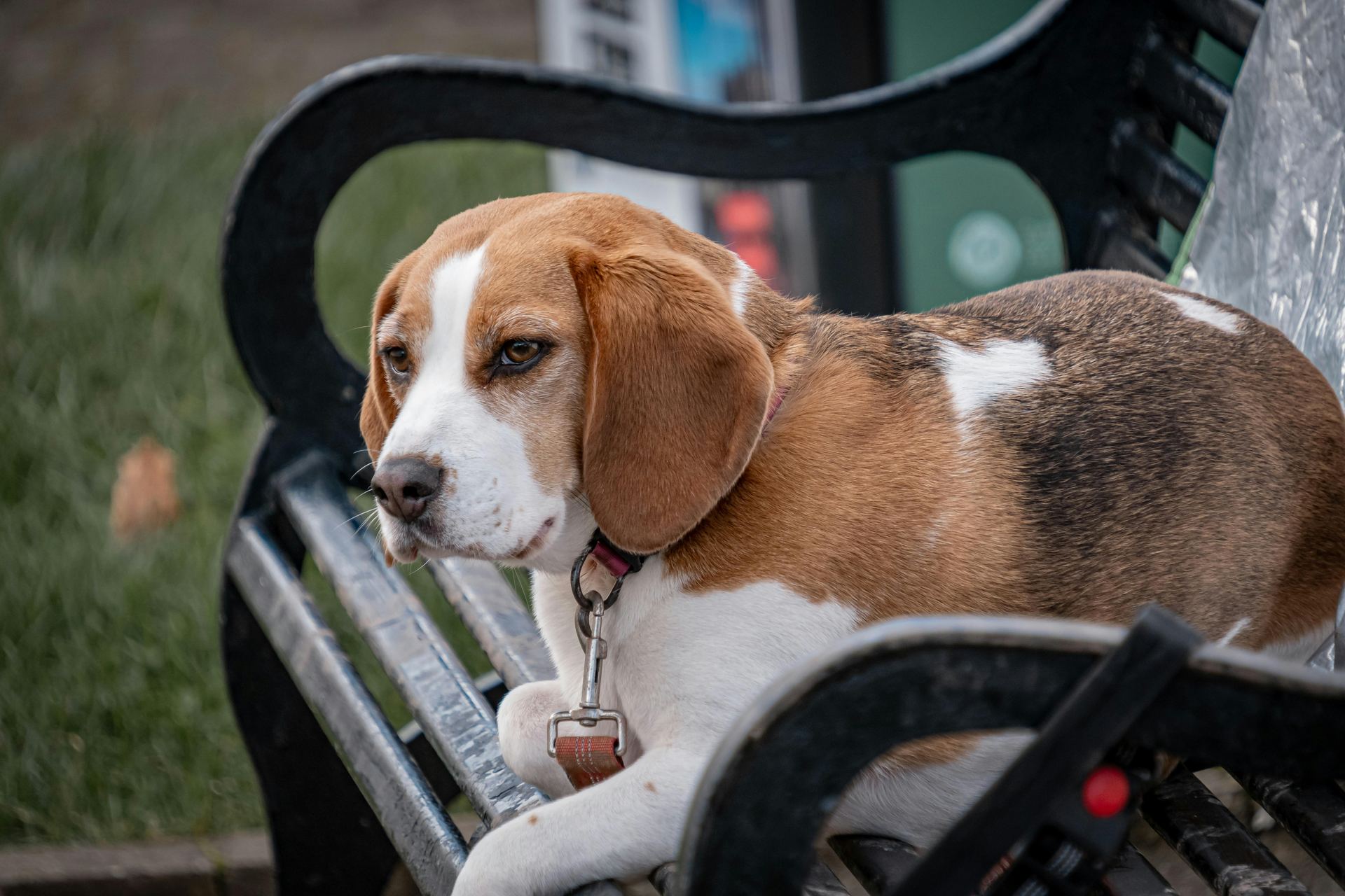 Beagle | Lemon & White | Puppy for sale in Tapi