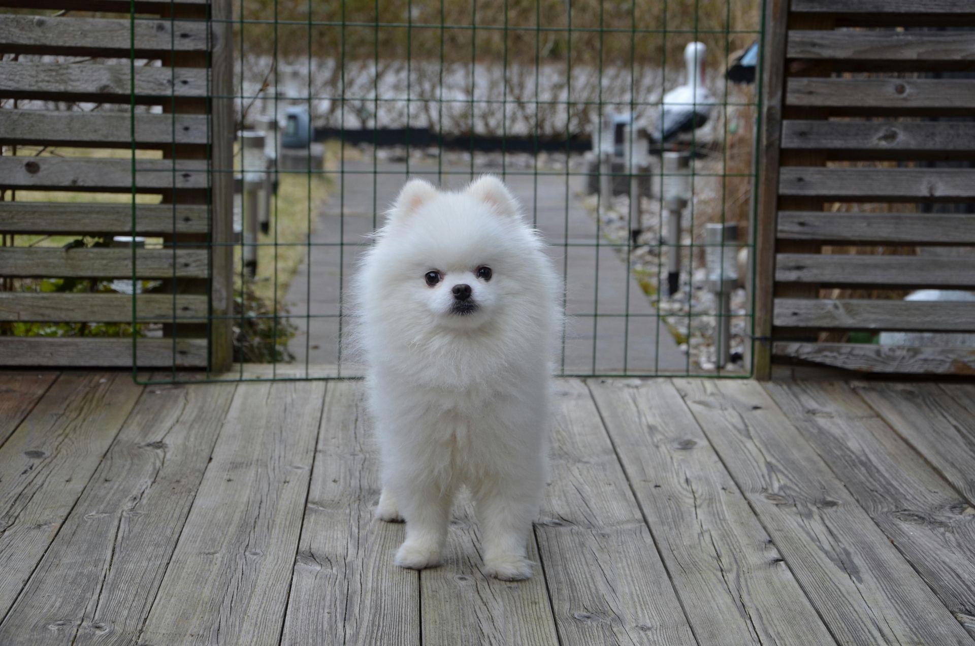 Pomeranian Puppy available in Tapi