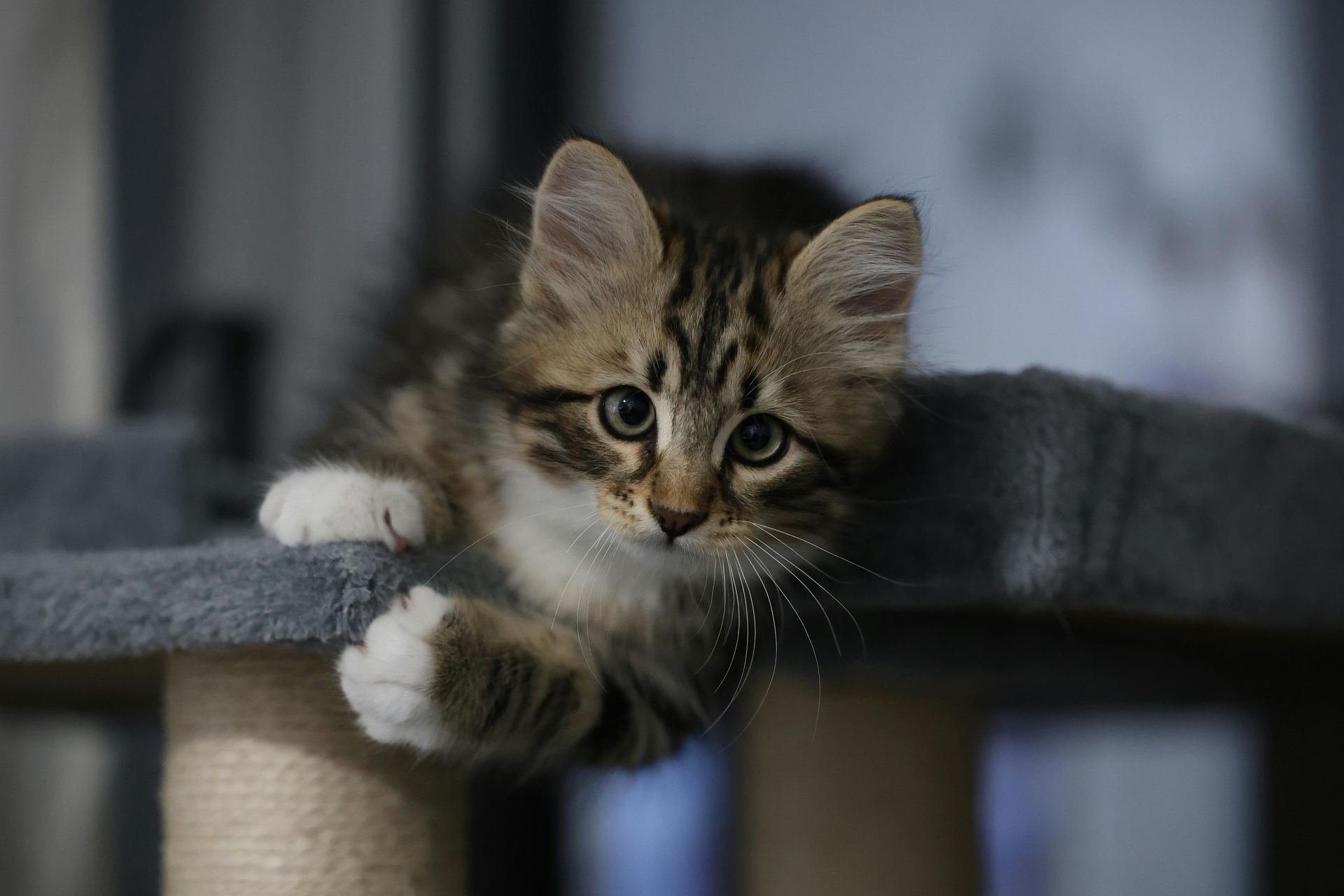 Siberian Kitten kitten available in Tapi