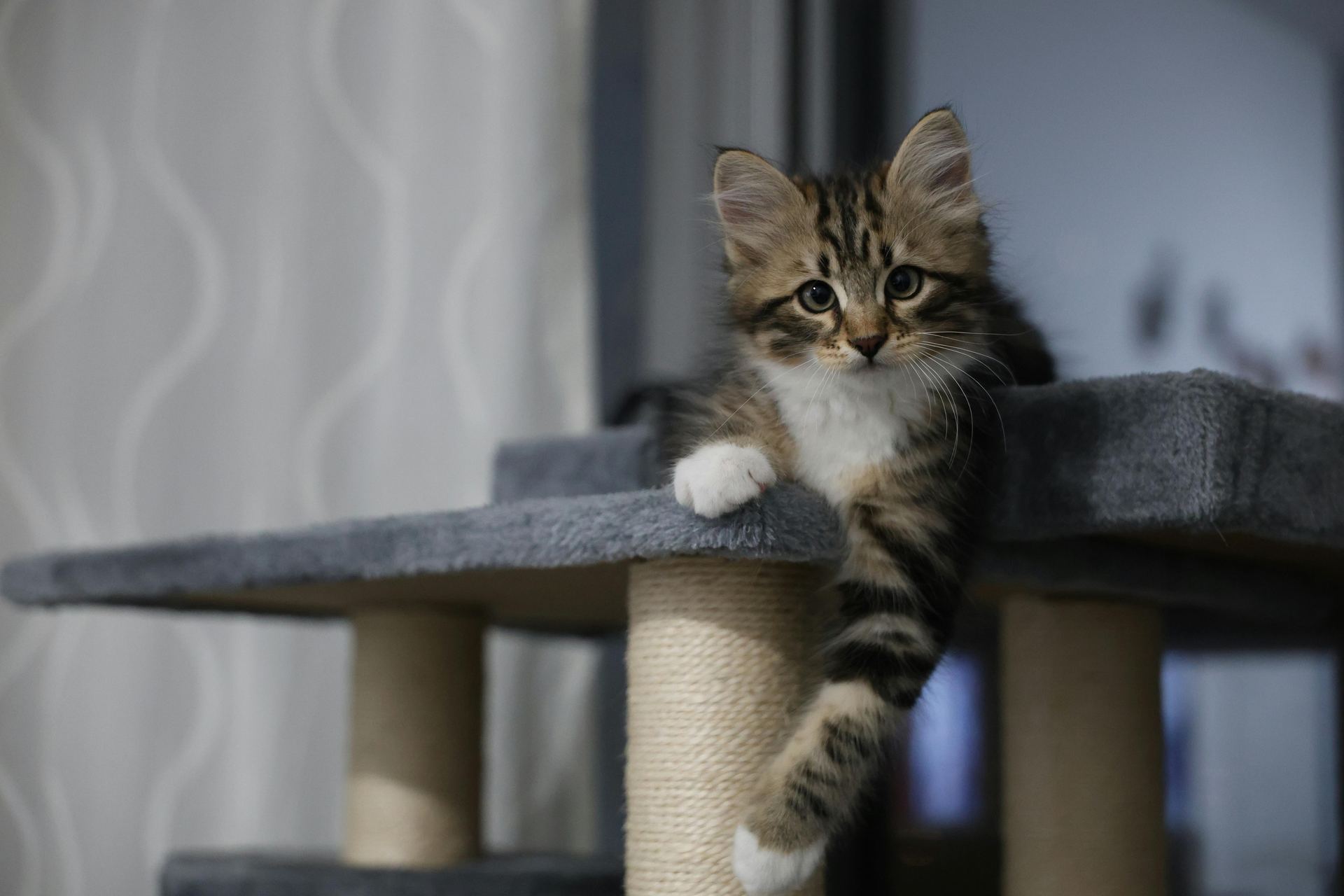 Siberian Kitten cat in Tapi