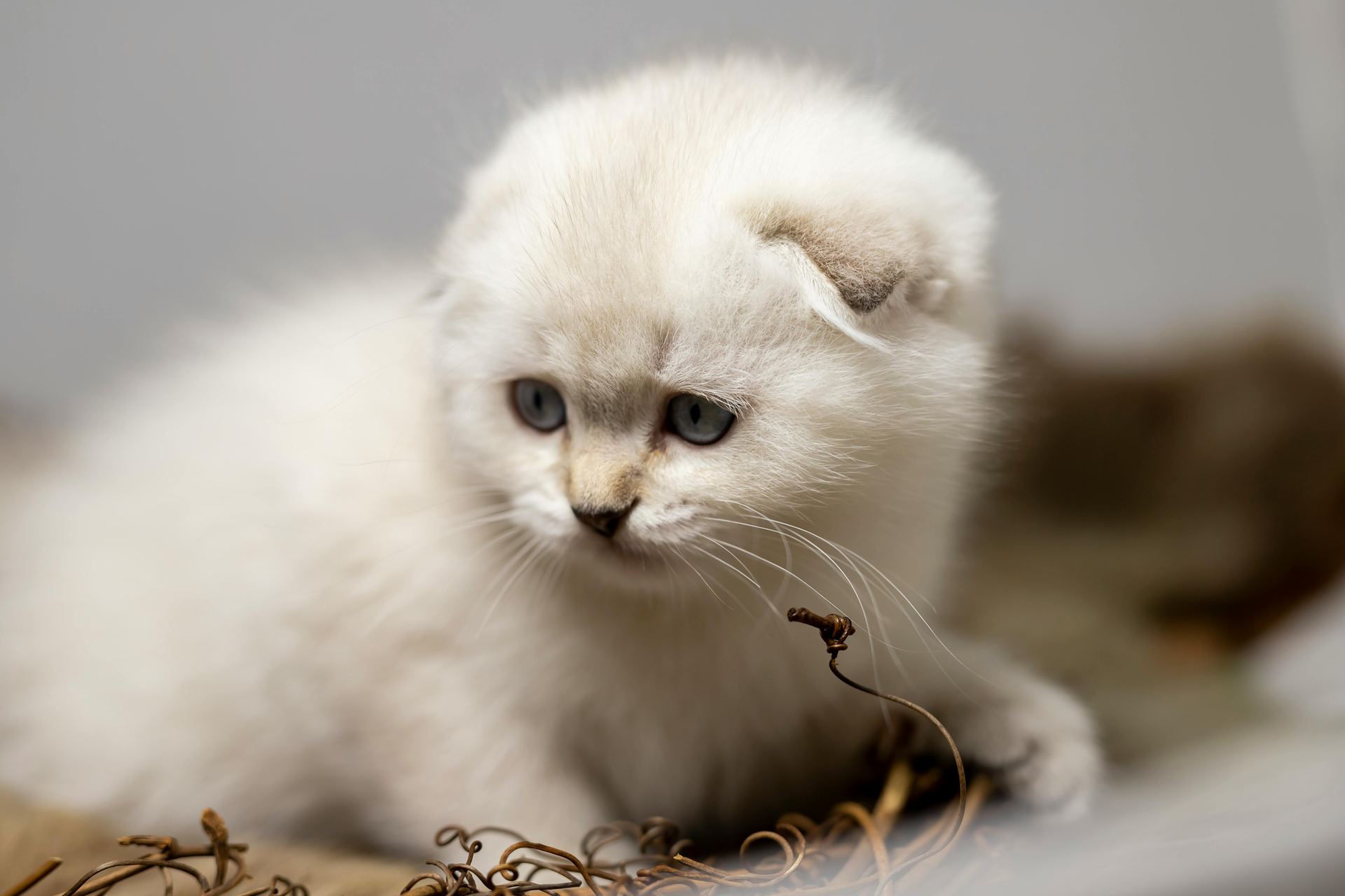 Scottish Fold | Chincila Variations for sale in Tapi