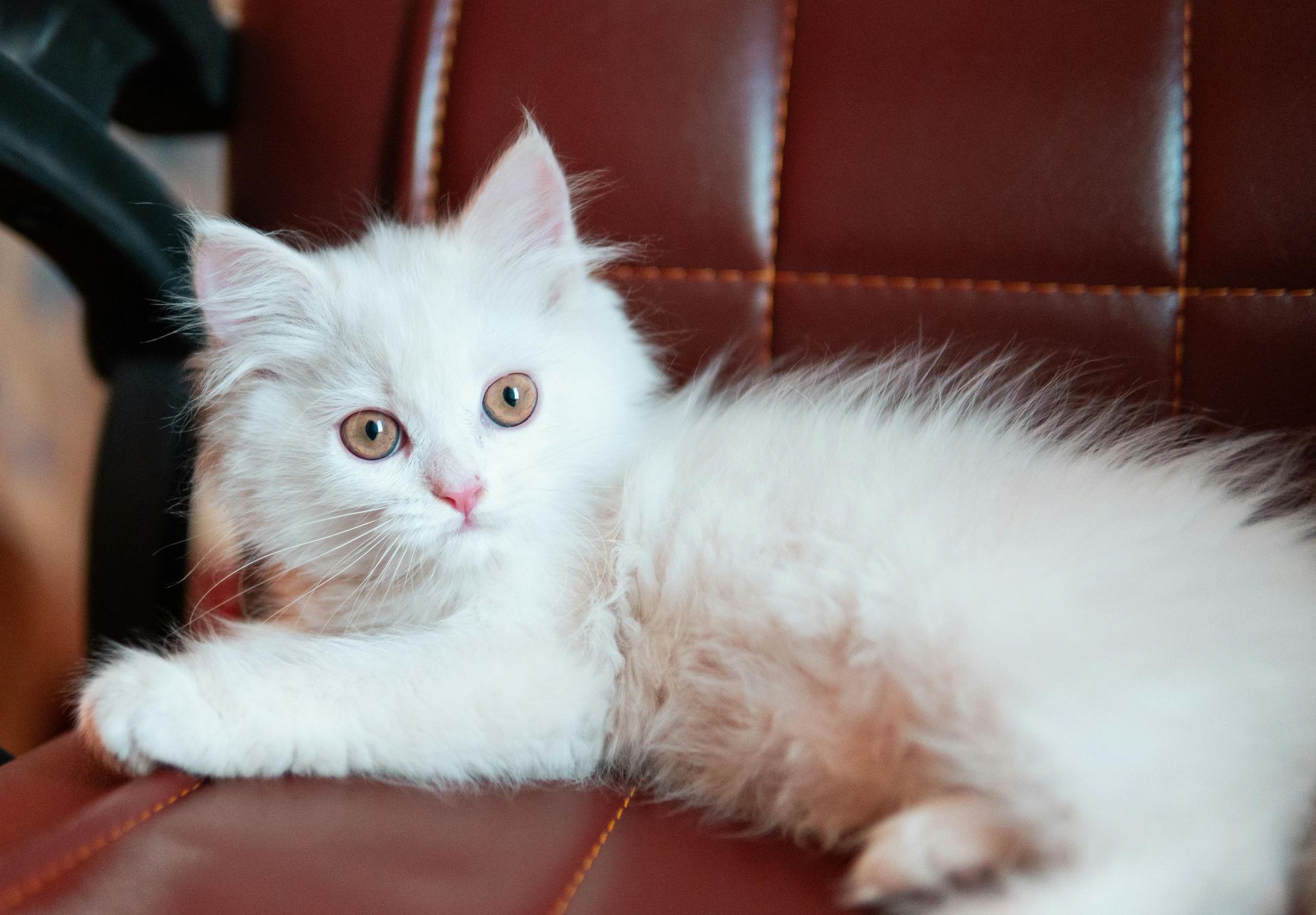 Doll Face Persian Kitten cat in Tapi