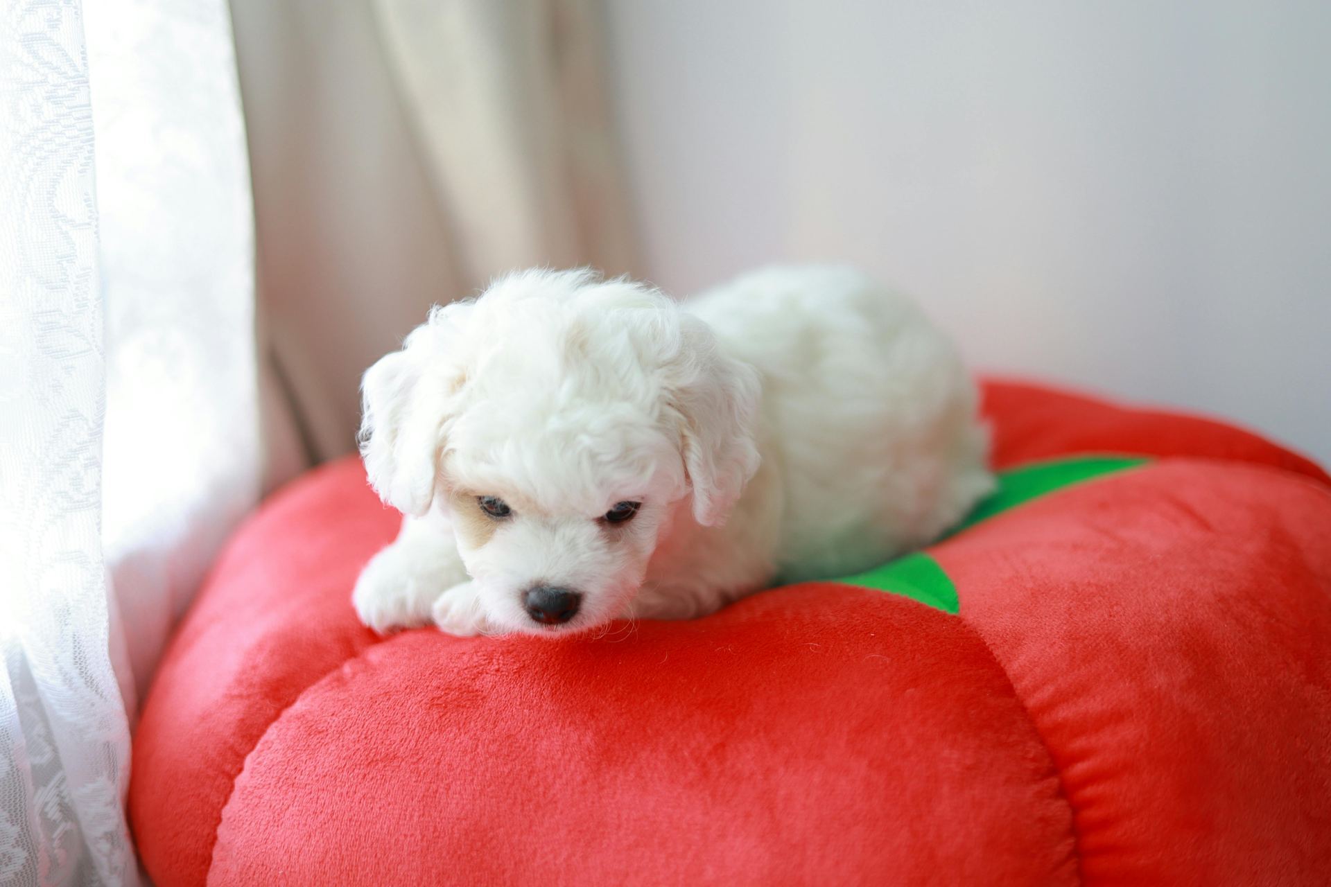 Bichon Frise Puppy available in Junagadh