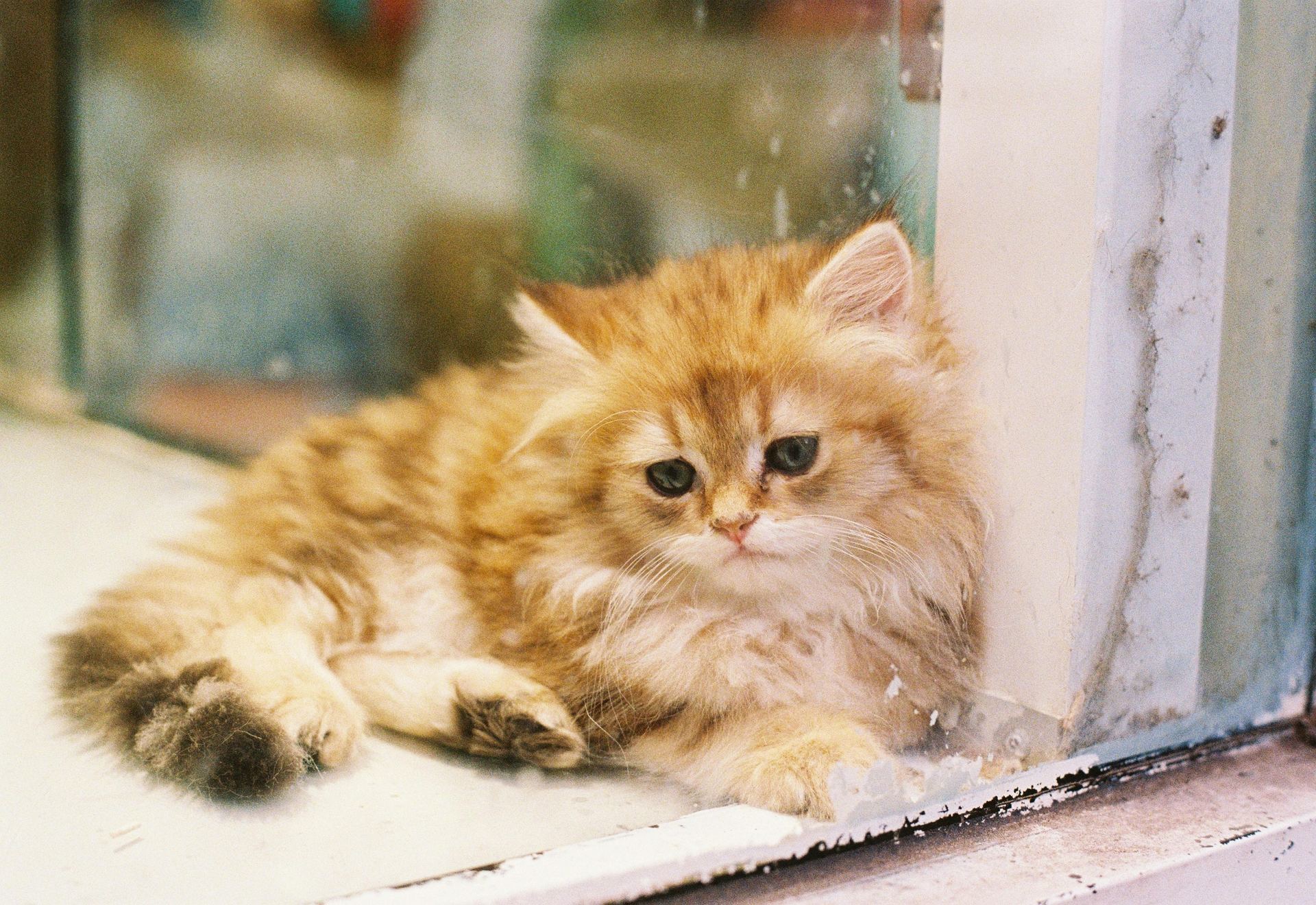 Doll Face Persian Kitten kitten available in Tapi