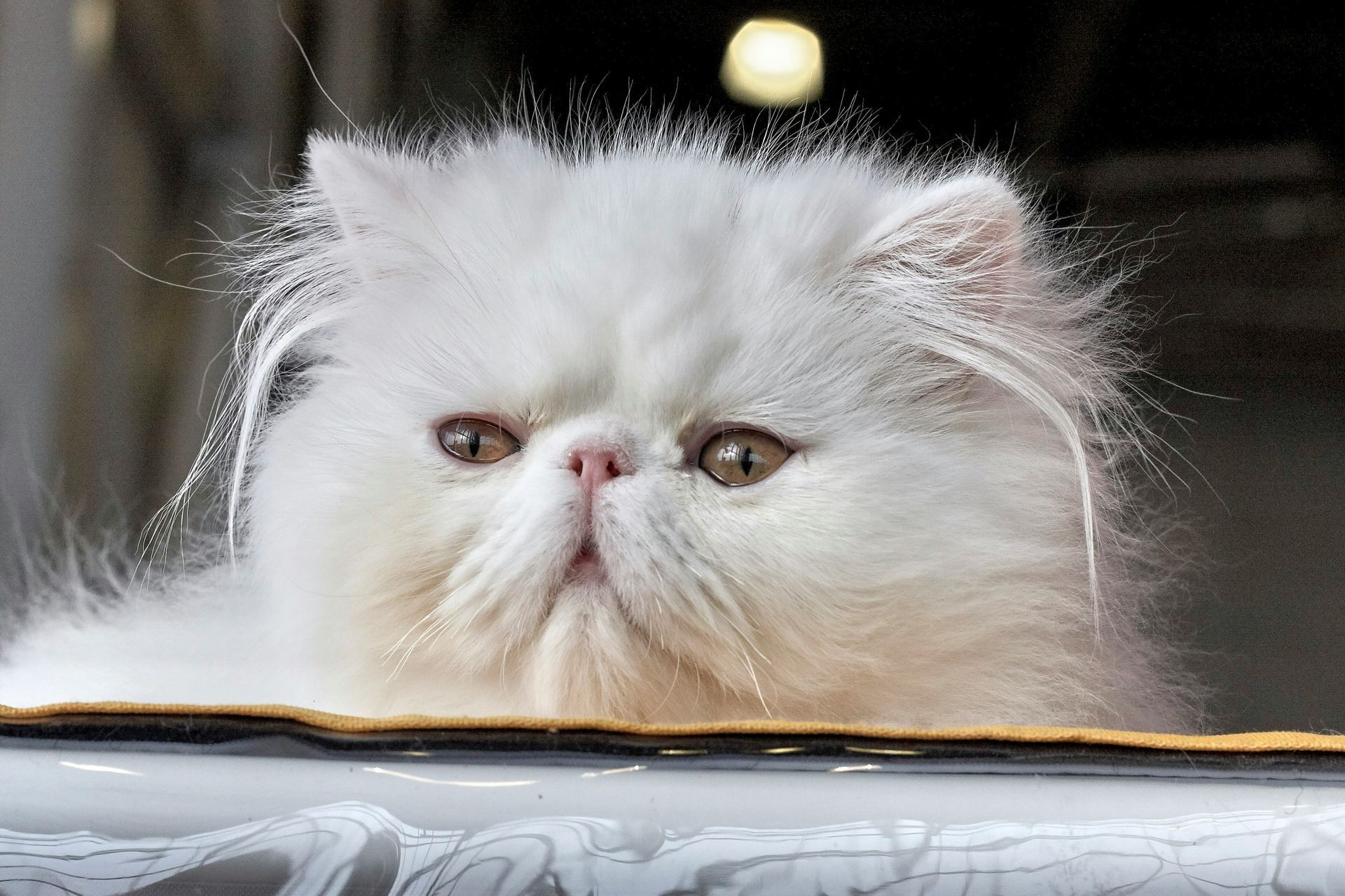 Persian Kitten (Punch Face) kitten available in Tapi