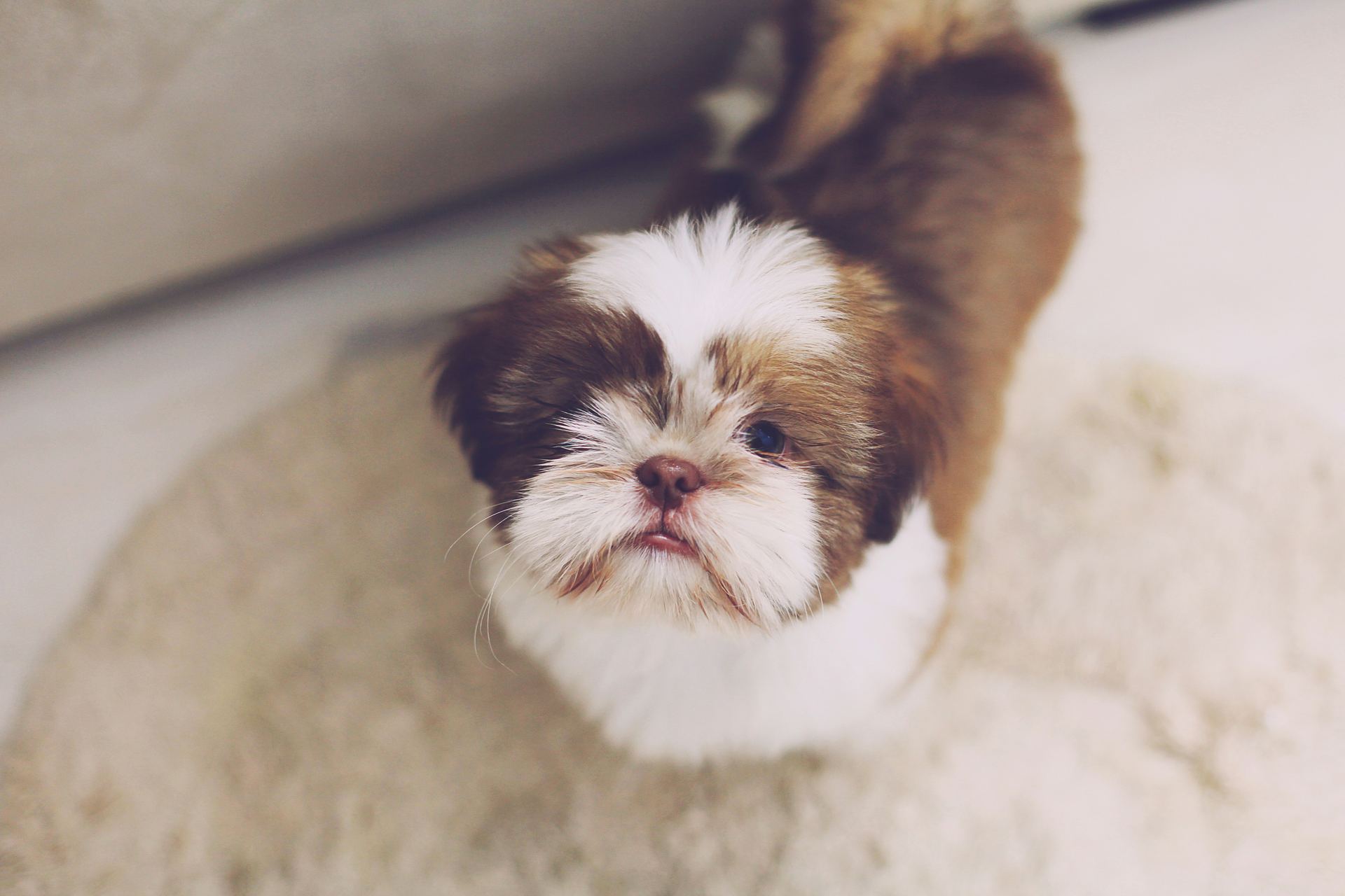 Shih Tzu Puppy Brown & White for sale in Dangs