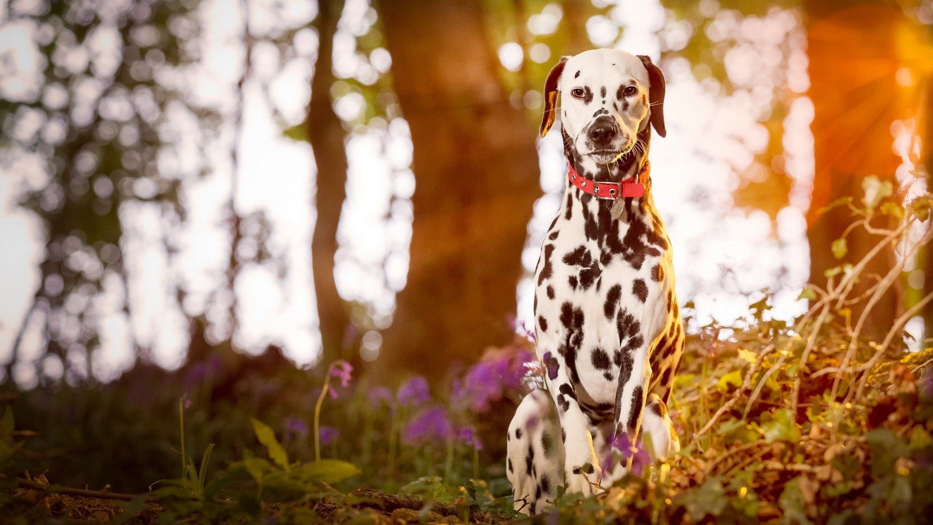 Dalmatian Puppy | Brown Dots available in Tapi