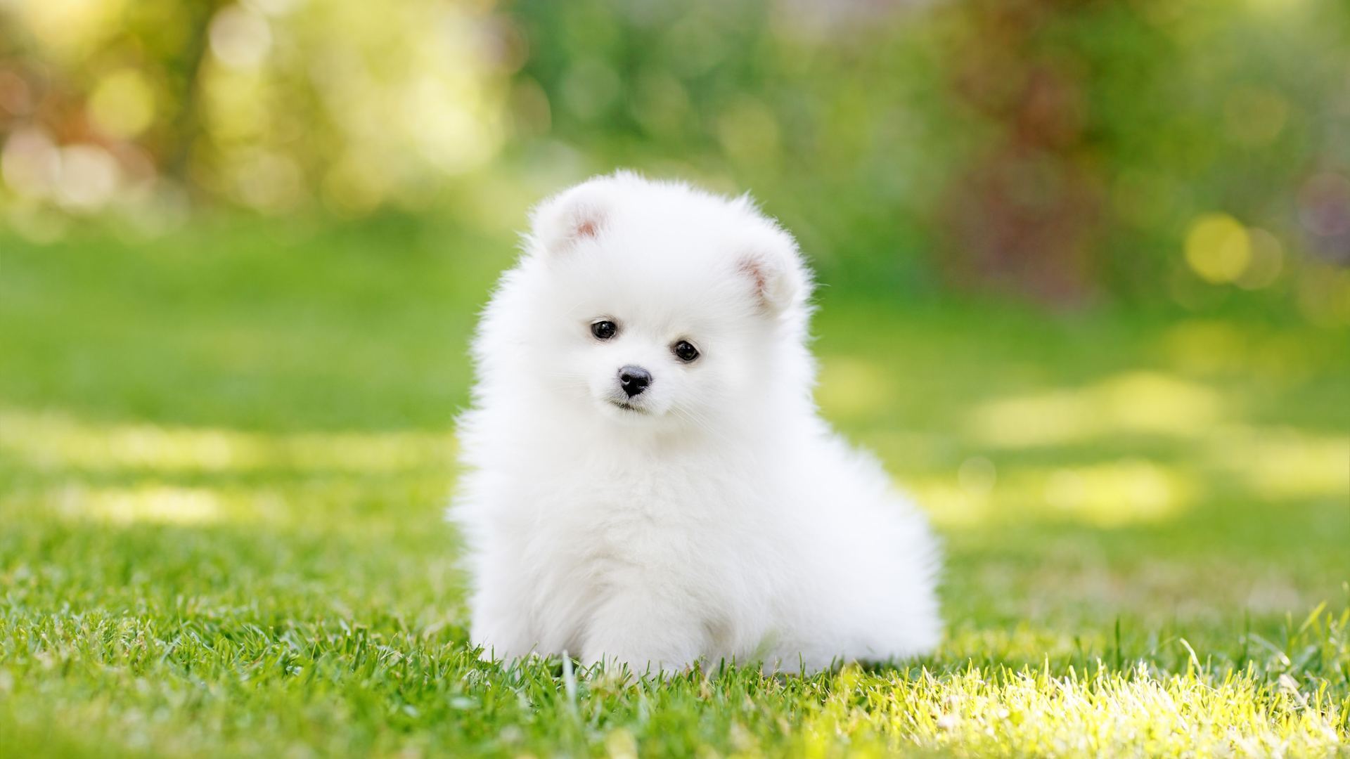 Orignal Toy Pom Puppy | Teacup Pom for sale in Tapi