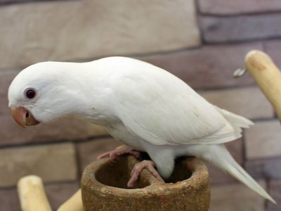 Albino Monk | Nearby Pets India