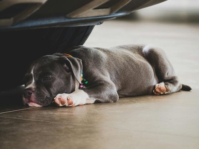 American Bully Pocket Size Puppy