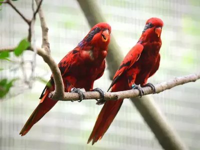 Red Lorikeet