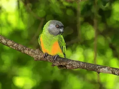 Senegal Parrot