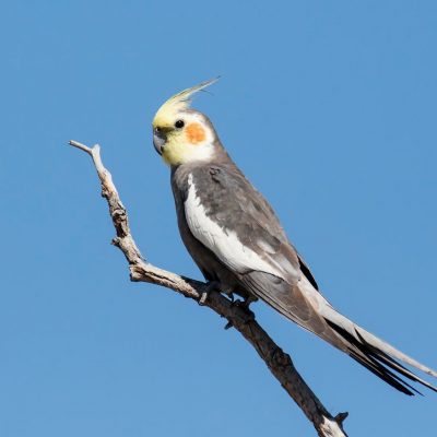 Buy Grey Cockatiel Pair - Classic Charcoal Bird with Orange Cheeks