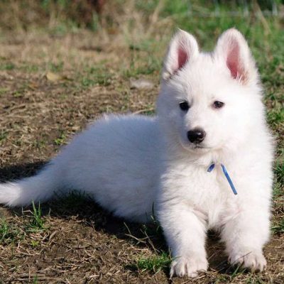 White German Shepherd Bhopal - Pure White Long Coat Puppy for Sale