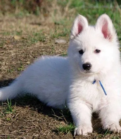 White German Shepherd Bhopal - Pure White Long Coat Puppy for Sale
