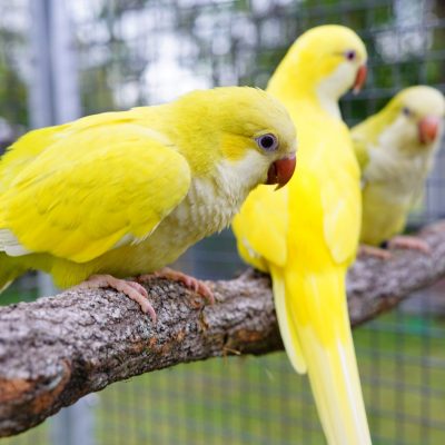 Yellow Quaker Parrot in Bhopal | Yellow Monk