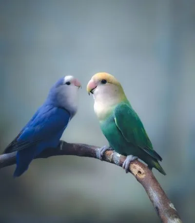 Buy Green and Teal Lovebirds - Emerald and Aquatic Blue Birds