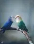 Buy Green and Teal Lovebirds - Emerald and Aquatic Blue Birds