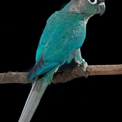 Exclusive Turquoise Blue Sided Conure Pairs for Sale: The Azure Gem of Bhopal If you are looking to buy Blue Sided Conure pair birds that offer a serene aesthetic and a playful soul, Bhopal Pets Online is your trusted destination. The Turquoise Conure (also known as Blue Sided) is a highly prized color mutation, celebrated for replacing the traditional wild-type greens with stunning shades of teal, aqua, and blue. As a leading specialist in designer conure mutations in Madhya Pradesh, we ensure every pair is healthy, stable, and ready for their new home or breeding program. Why Choose Our Turquoise Pairs? When you decide to buy Blue Sided Conure pair varieties from us, you get birds with a gentle, inquisitive, and deeply loyal disposition. Managed by Nearby Pets India, our pairs are selected for their sleek plumage, clear eyes, and active foraging behavior. They are famous for being "pocket parrots" that love to snuggle and can even learn to mimic household sounds and simple words. Whether you are in Indore, Jabalpur, or Gwalior, we provide the healthiest Turquoise Conures delivered safely to your home. Detailed Specifications: Breed: Green Cheeked Conure (Turquoise/Blue-Sided Mutation) Plumage: Teal-Blue Body, Grey-Blue Flight Feathers, and Silver-Grey Breast Age Group: Young Mature Pairs & Hand-Fed Socialized Birds Medical: Fecal Tested & Professional Nutritional Transition Completed Safe Doorstep Delivery in MP: We make it effortless to buy Blue Sided Conure pair companions with our secure, climate-controlled transport. Our specialized avian travel partners ensure your Turquoise Conures arrive healthy and stress-free at your doorstep anywhere in Madhya Pradesh. Order With Confidence: Managed by Nearby Pets India, we guarantee the mutation purity and provide a specialized avian diet and enrichment guide to help your Turquoise Conures stay vibrant and happy.